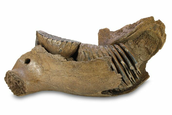 Juvenile Woolly Mammoth Half Mandible with M-M Molars - Poland #295854